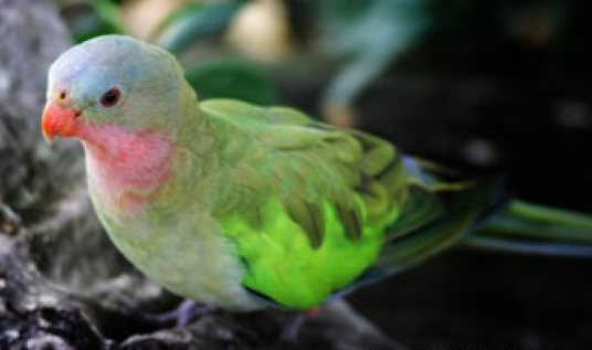 Polytelis alexandrae 
